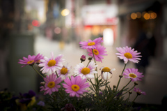 Street Flower