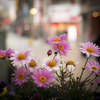 Street Flower