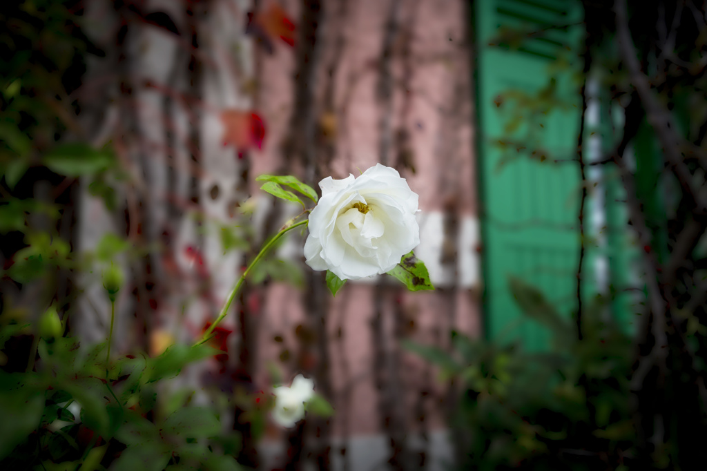 FLOWERFLOWER