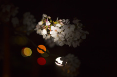 本日の夜桜