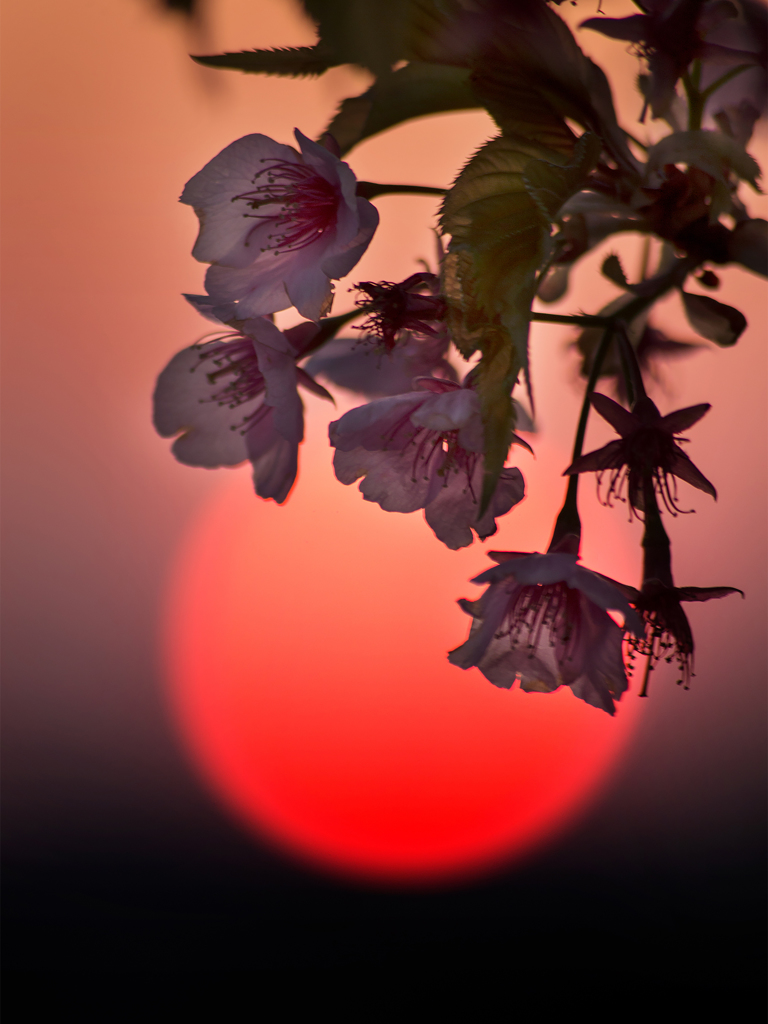 Cherry Blossoms & Sun set