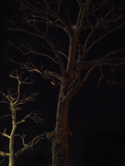 夜冬木