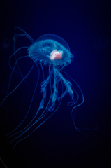 jellyfish 2