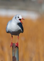ユリカモメ