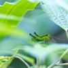 葉っぱの屋根