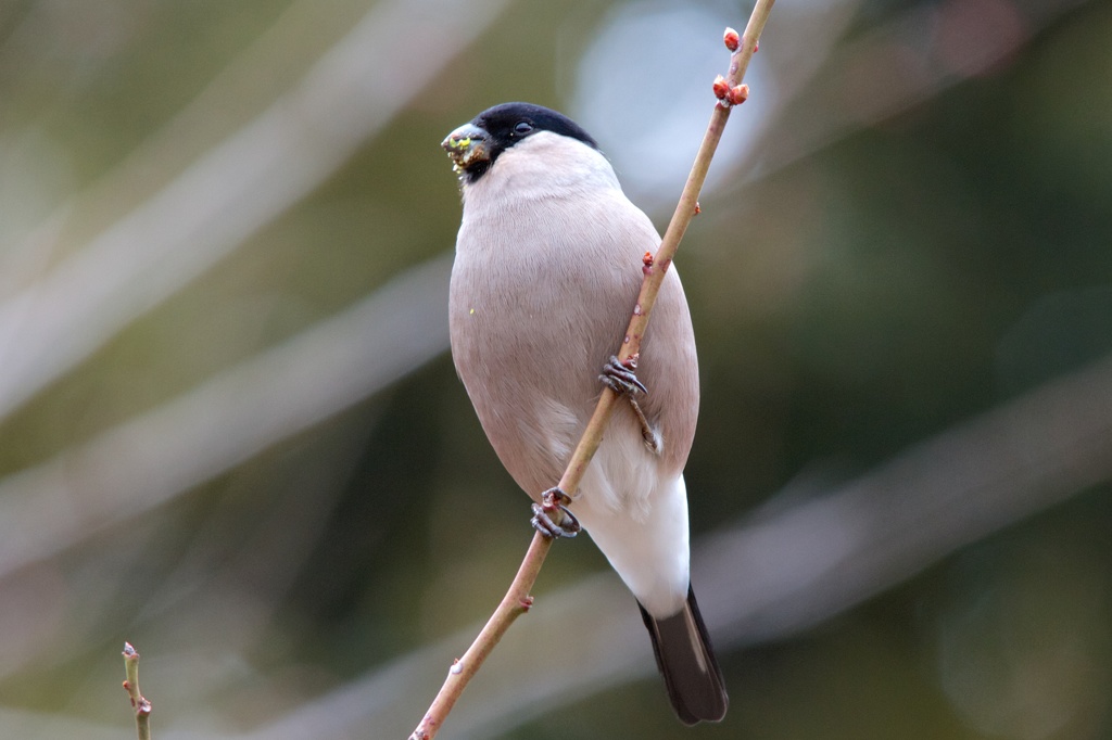 ウソ♀