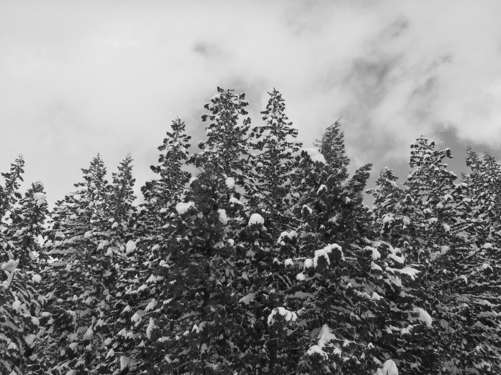 冬の杉
