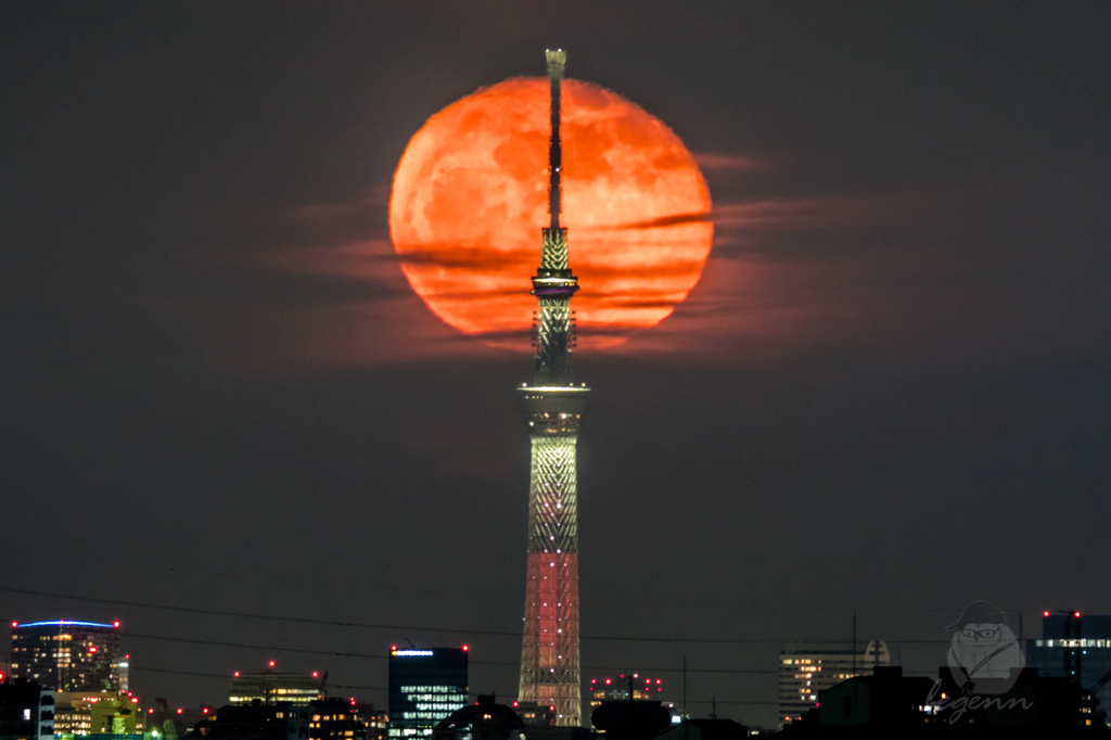 居待月