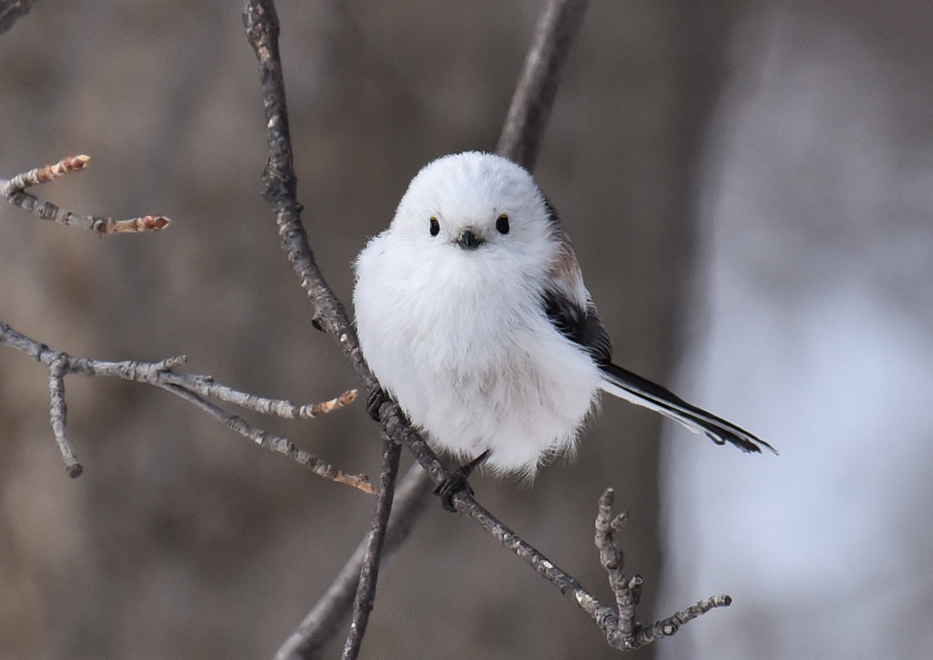 雪の妖精