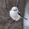 雪の妖精