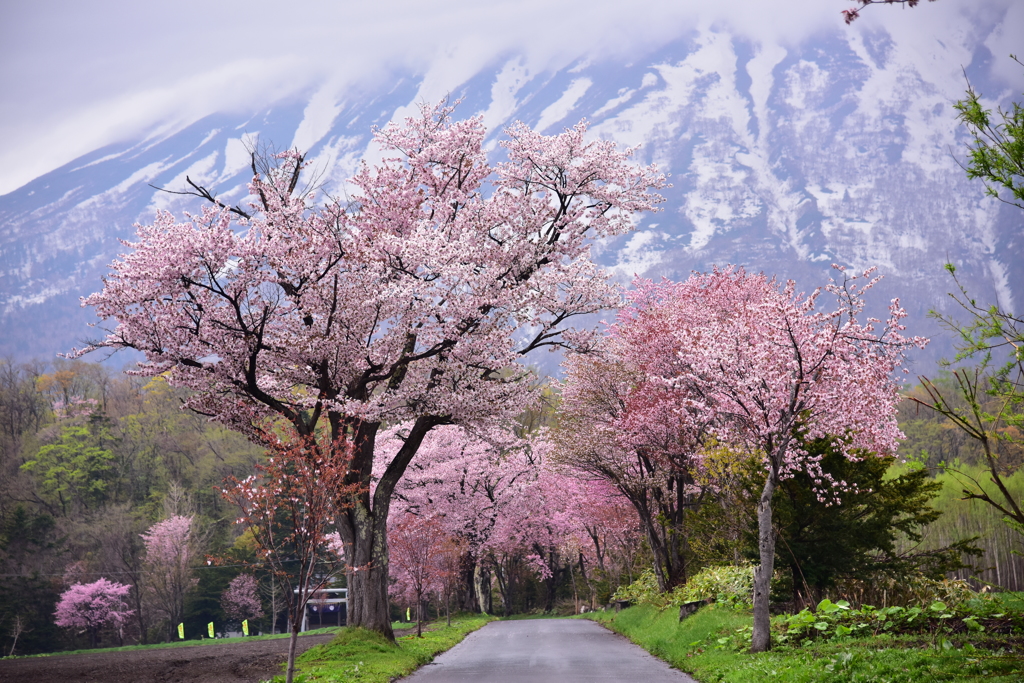 雪山桜