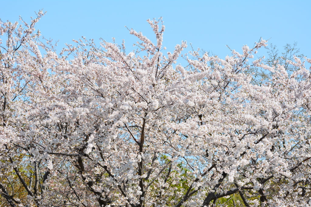 桜満開