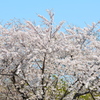 桜満開