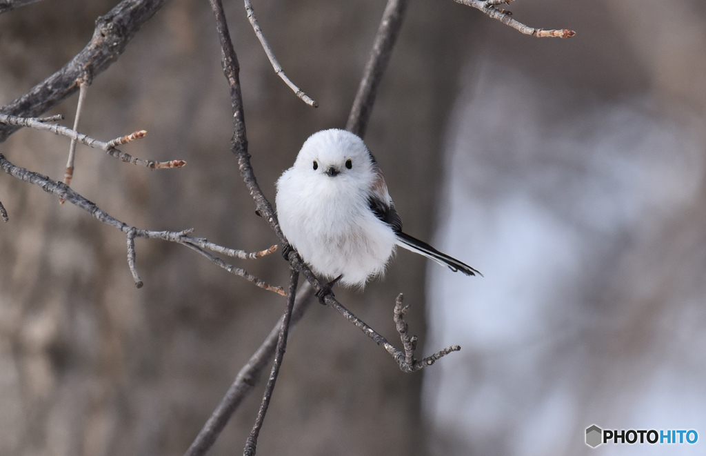 雪の妖精