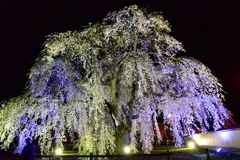 法亀寺の枝垂桜