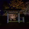 函館夜桜