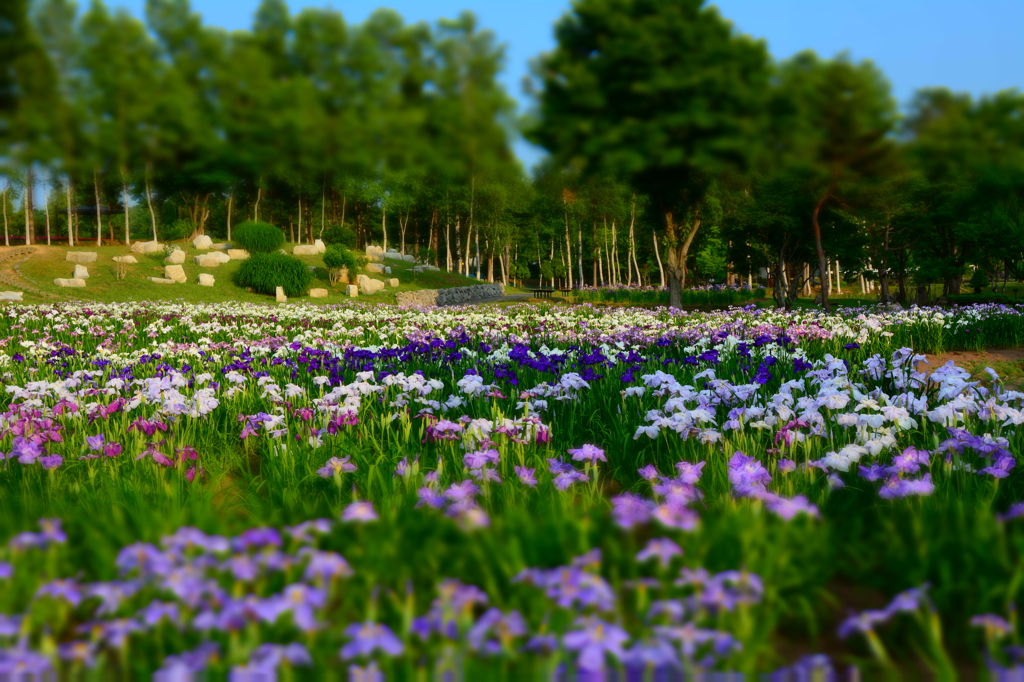 岩見沢菖蒲公園にて