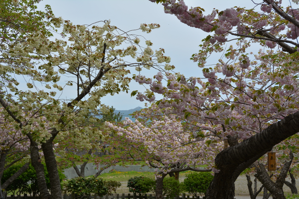 松前の桜