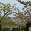松前の桜