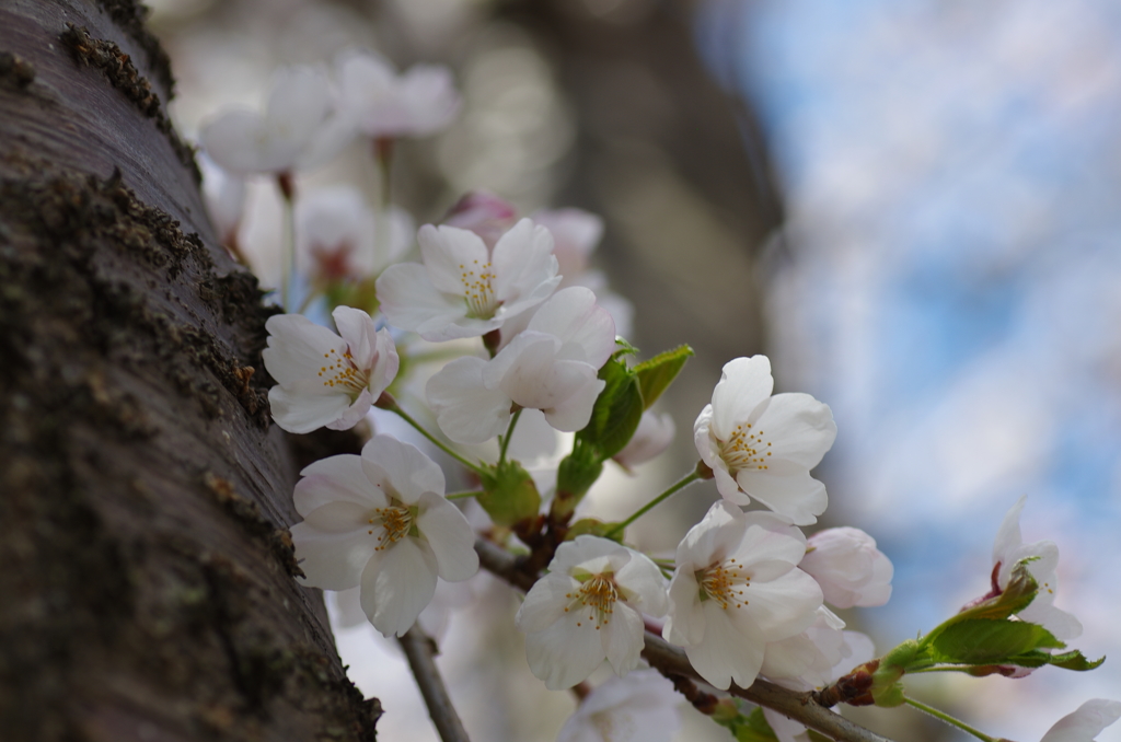 桜満開