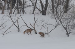 通勤風景（お前ら仲良いな）