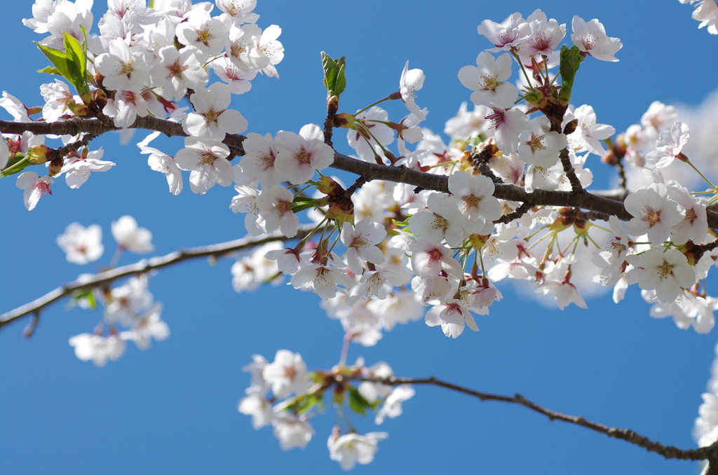 桜満開