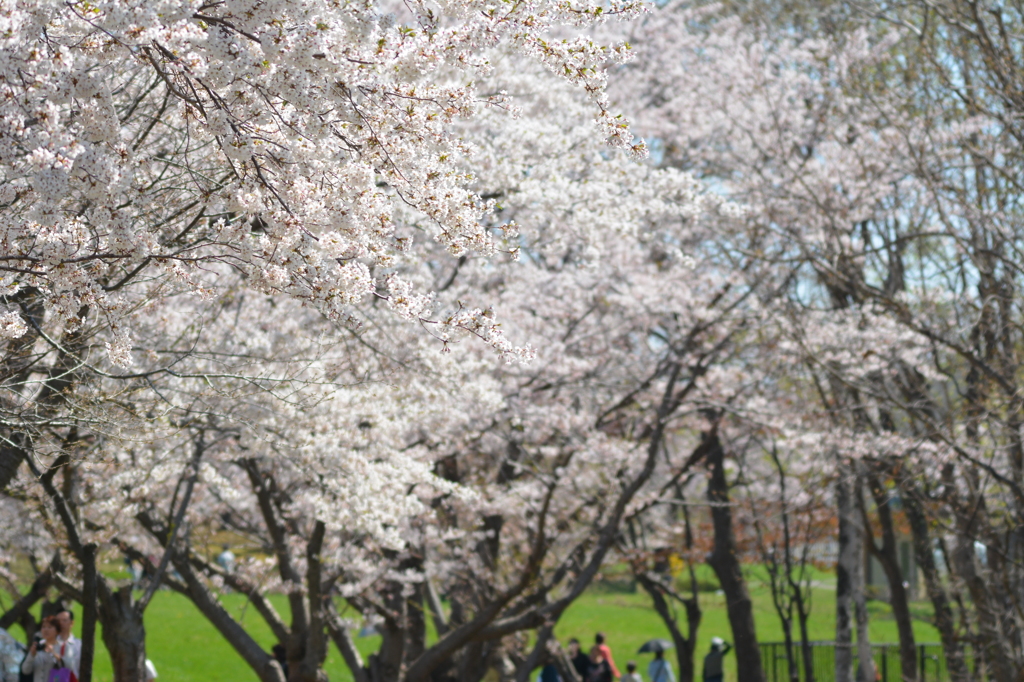 桜満開