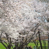 桜満開