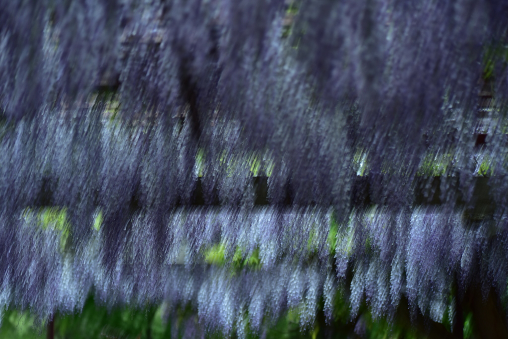 風に揺れる藤の花 