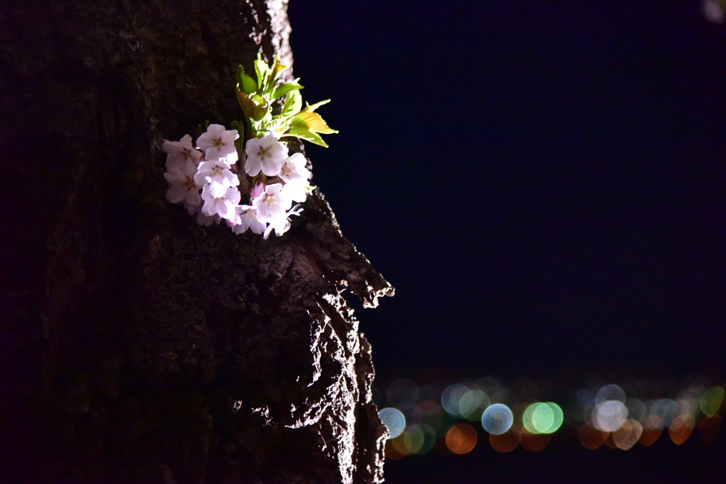 函館夜桜