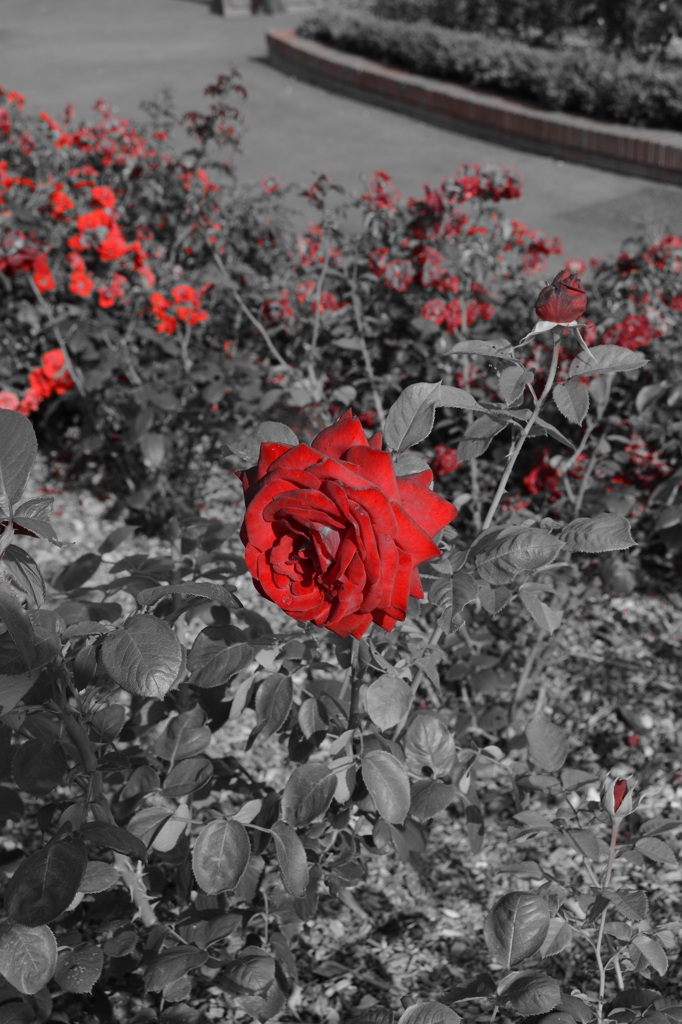 岩見沢薔薇園にて