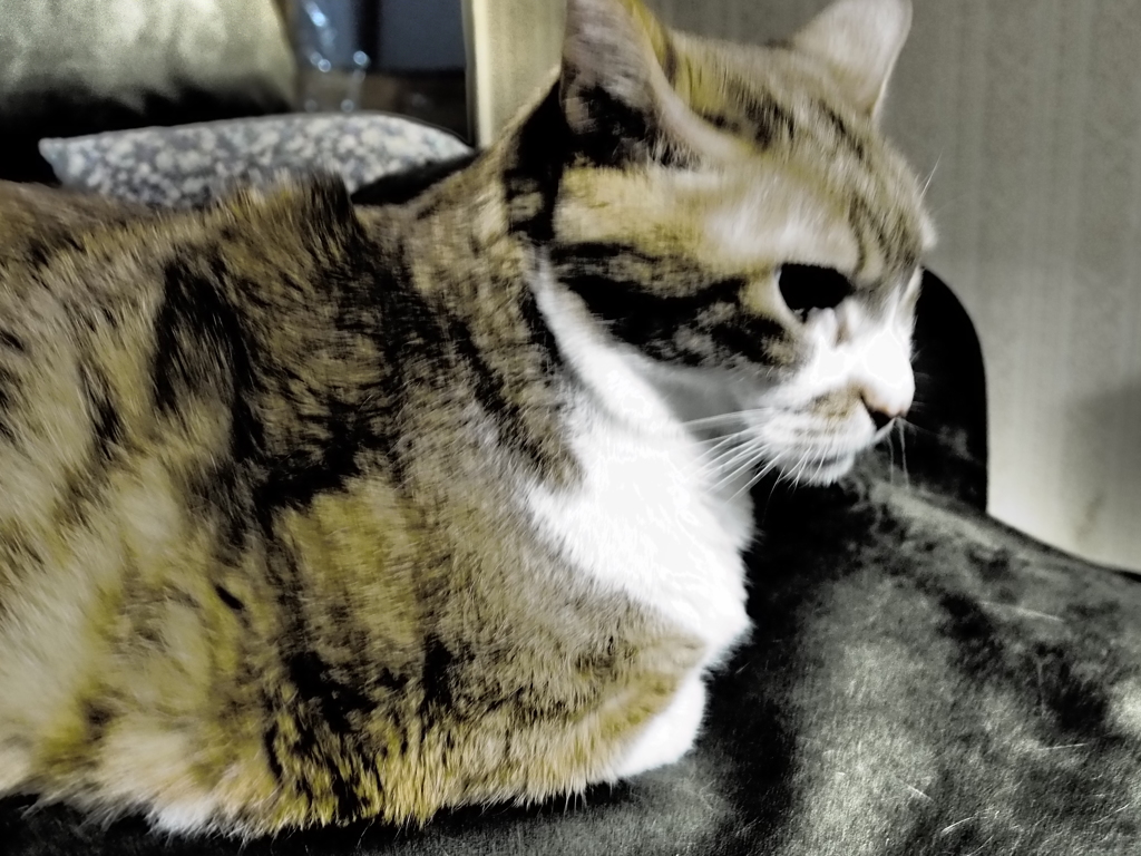 うちのニャン♪