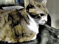 うちのニャン♪