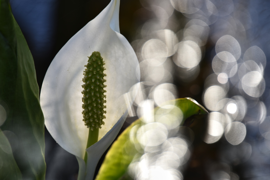 水芭蕉