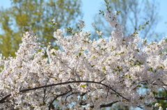 桜満開