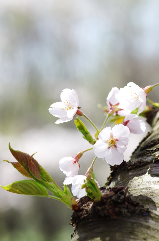 桜満開