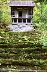 苔の階段