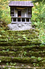 苔の階段
