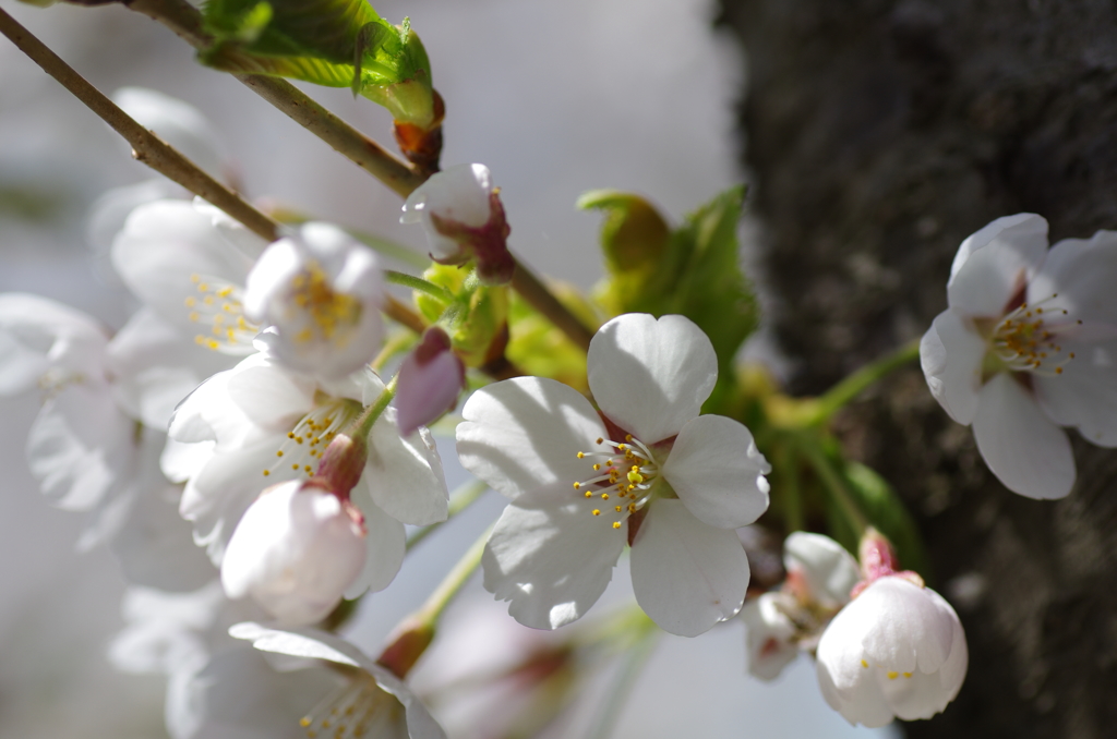 桜満開
