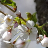 桜満開