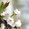 桜満開