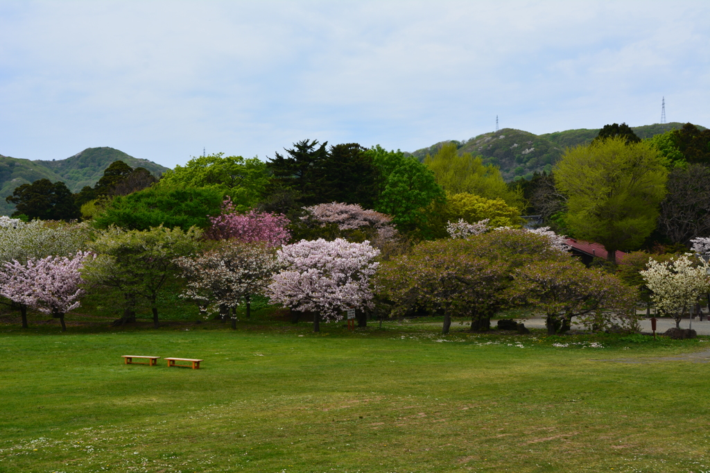 松前の桜