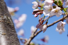 桜満開