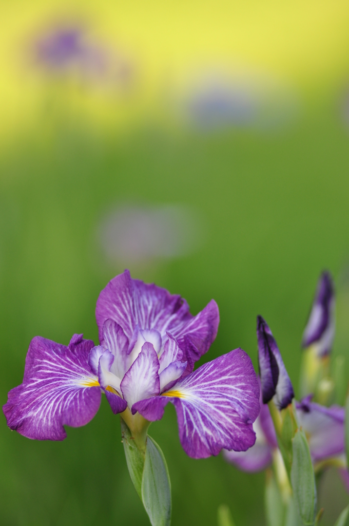 菖蒲