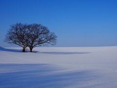 双子の樹（通勤風景）