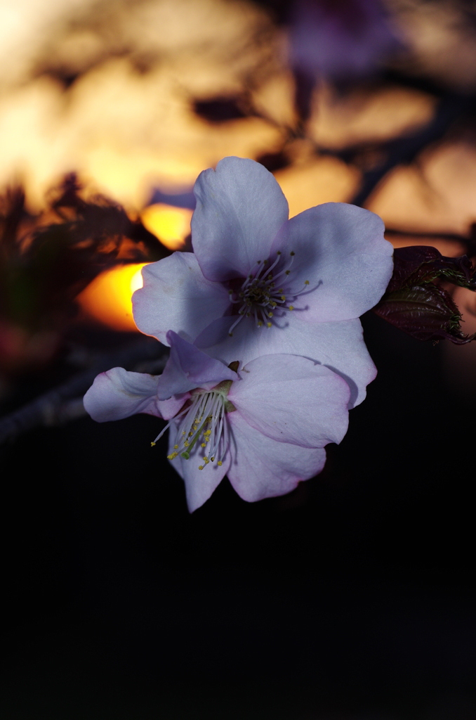 夕陽に誘われてⅤ