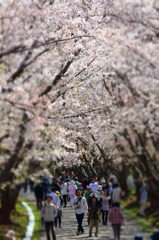 桜トンネル