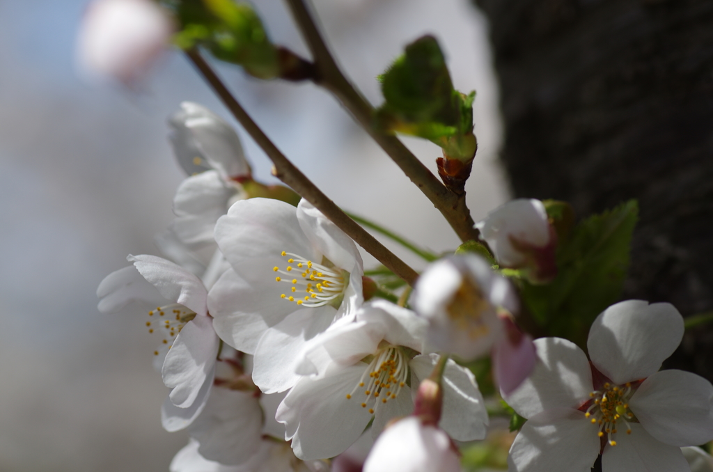 桜満開