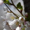 桜満開