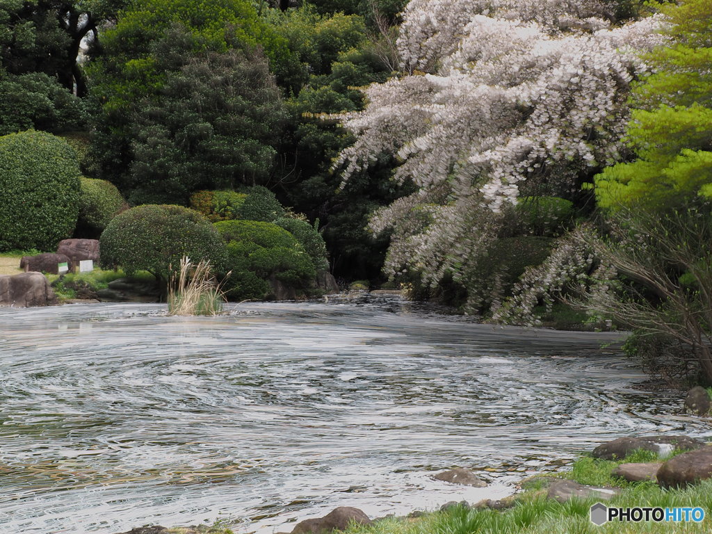 Nature「上野のお山に桜散る」